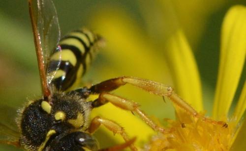 Nomada sp.